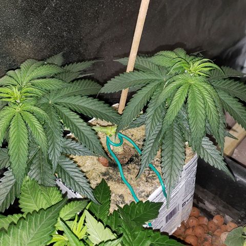 Harambe Alpha growlog timeline photo