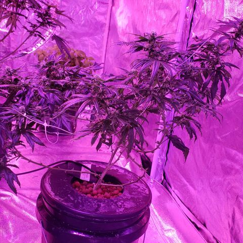 Peacemaker growlog timeline photo