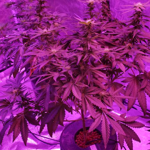 Cattle Baron growlog timeline photo