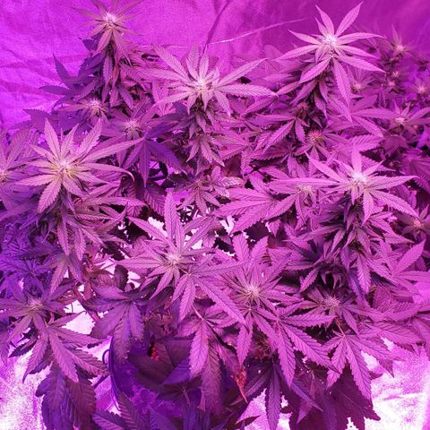 Cattle Baron growlog timeline photo