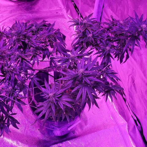 Peacemaker growlog timeline photo