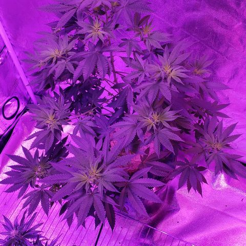 OGK Charlie growlog timeline photo