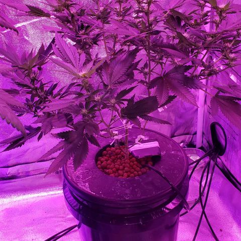 Phantom OG growlog timeline photo