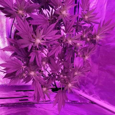 Phantom OG growlog timeline photo