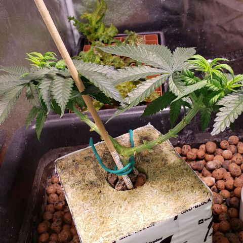 Harambe Alpha growlog timeline photo