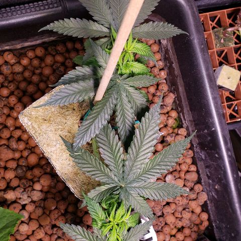 Harambe Alpha growlog timeline photo