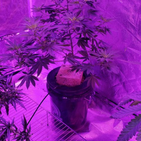 OGK Charlie growlog timeline photo