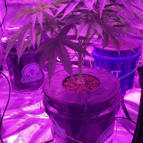 Harambe Bravo growlog timeline photo