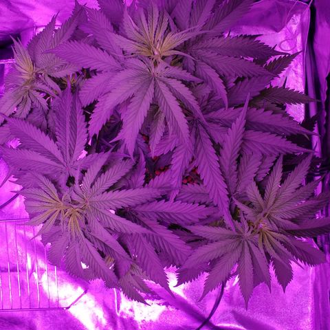 Harambe Bravo growlog timeline photo