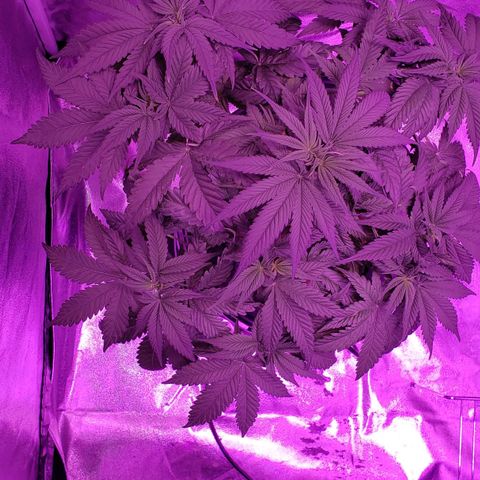 Harambe Charlie growlog timeline photo