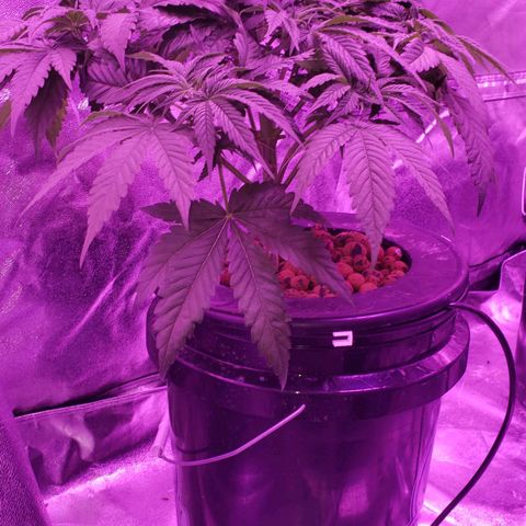 Harambe Charlie growlog timeline photo
