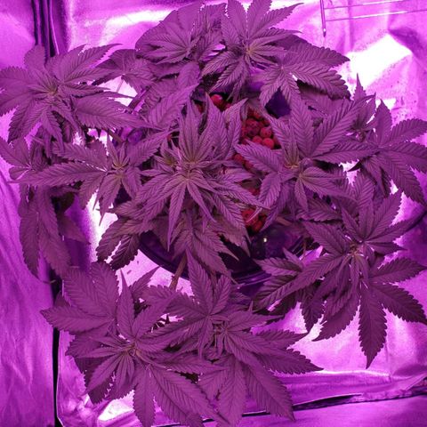 Harambe Charlie growlog timeline photo