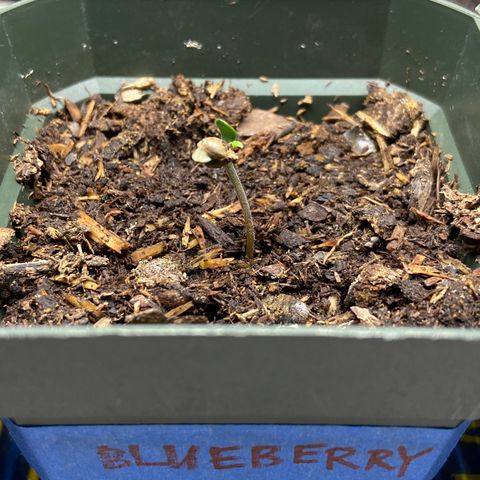 Blueberry (Autoflower) growlog timeline photo