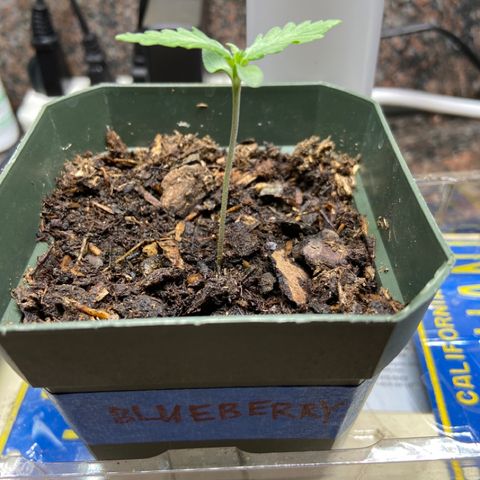 Blueberry (Autoflower) growlog timeline photo
