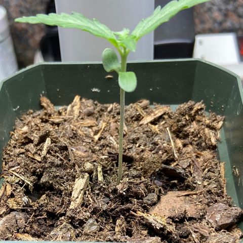 Blueberry (Autoflower) growlog timeline photo