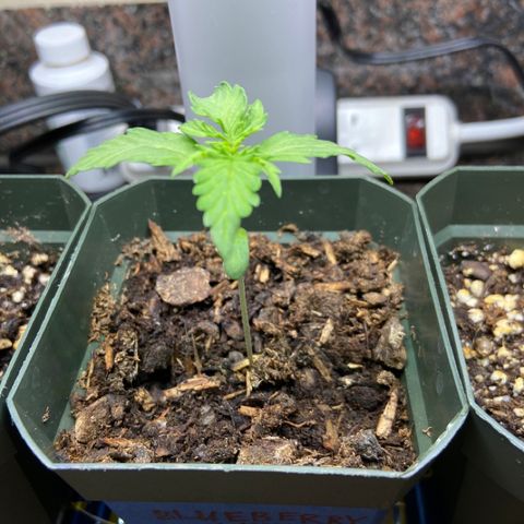 Blueberry (Autoflower) growlog timeline photo