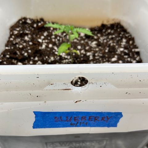 Blueberry (Autoflower) growlog photo: Veg day 1