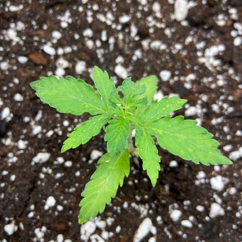 Blueberry (Autoflower) growlog photo: Veg day 1