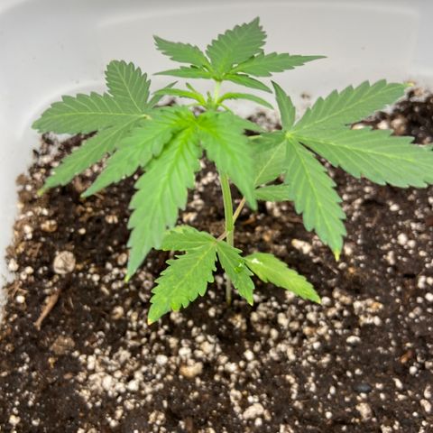 Blueberry (Autoflower) growlog photo: Week 2 veg fertilizer 