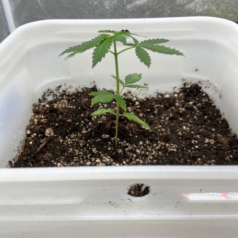 Blueberry (Autoflower) growlog photo: Week 2 veg fertilizer 