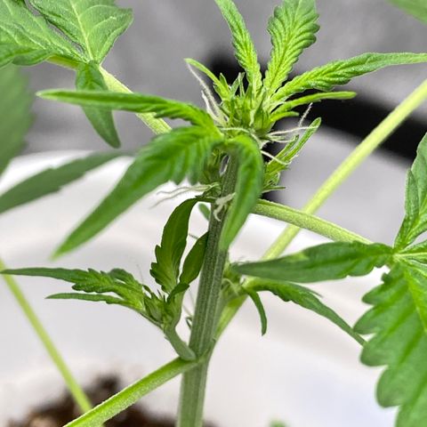 Blueberry (Autoflower) growlog photo: Fertilizer 3 week veg
