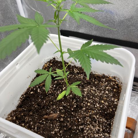 Blueberry (Autoflower) growlog photo: Fertilizer 3 week veg