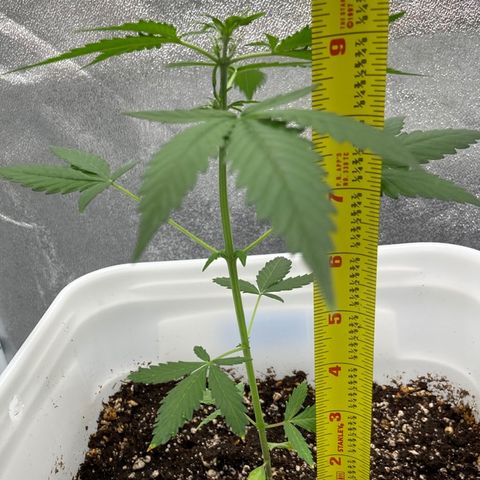 Blueberry (Autoflower) growlog photo: Week 5 from seed; About 10” tall