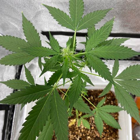 Blueberry (Autoflower) growlog timeline photo