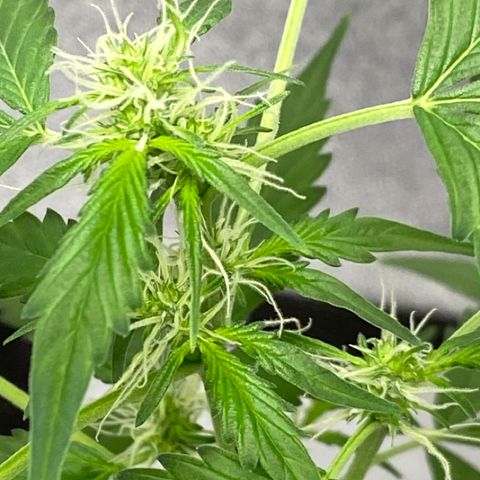 Blueberry (Autoflower) growlog timeline photo