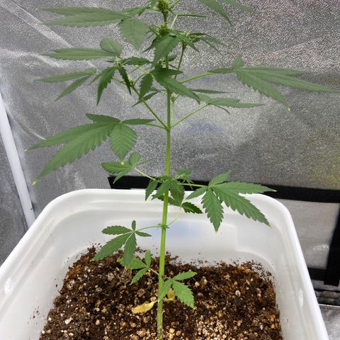 Blueberry (Autoflower) growlog timeline photo