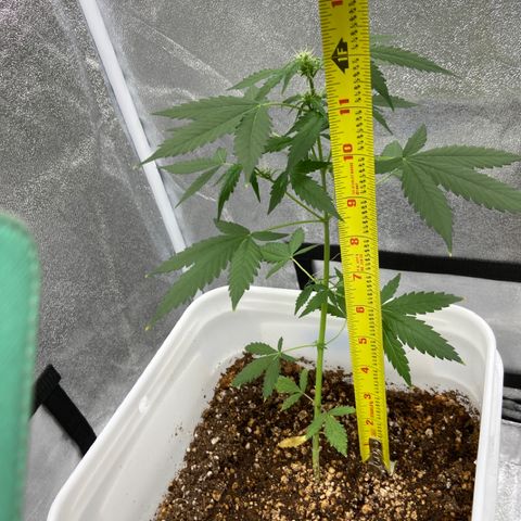 Blueberry (Autoflower) growlog photo: 13”