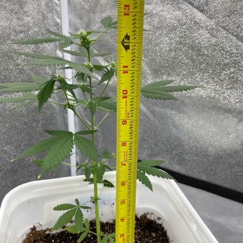 Blueberry (Autoflower) growlog timeline photo