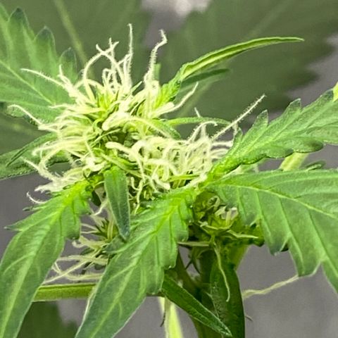 Blueberry (Autoflower) growlog timeline photo