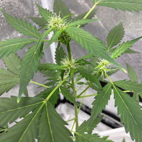 Blueberry (Autoflower) growlog timeline photo