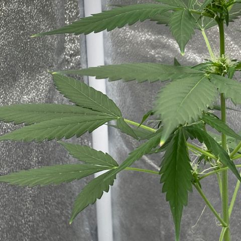 Blueberry (Autoflower) growlog timeline photo