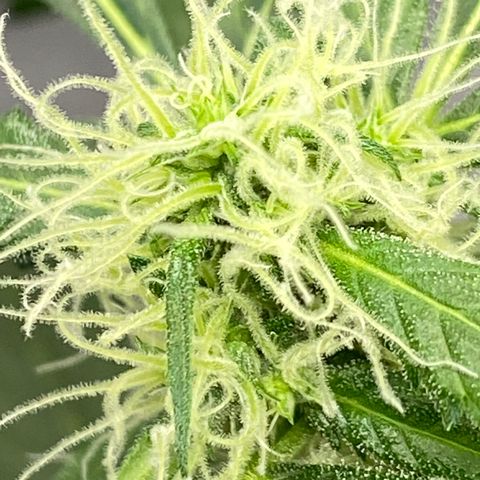 Blueberry (Autoflower) growlog timeline photo