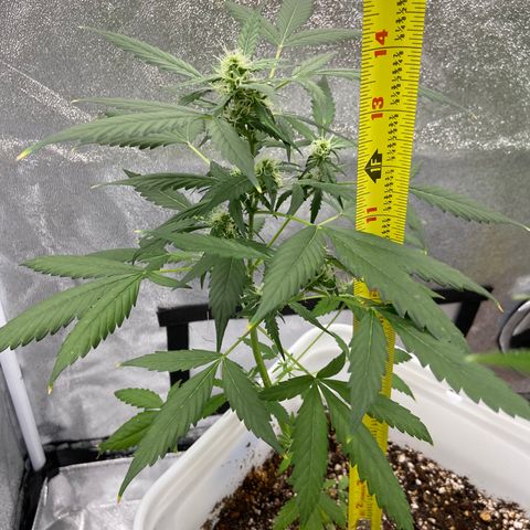 Blueberry (Autoflower) growlog timeline photo