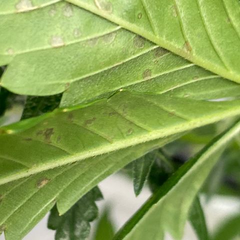 Blueberry (Autoflower) growlog photo: Spots! And droopy leaves - boards say potassium deficiency too much nitro. Gave more TB and BB than scheduled