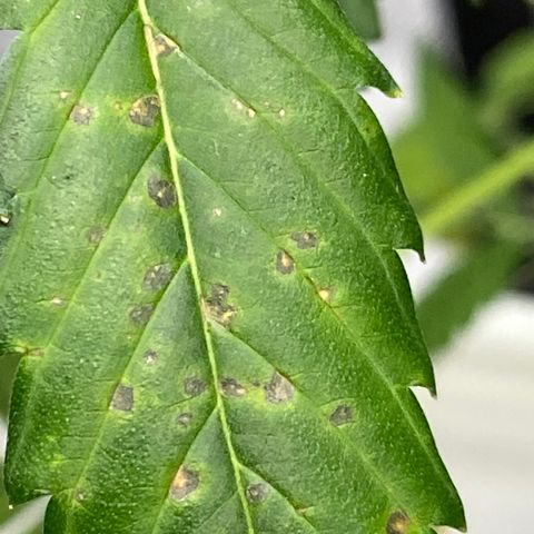 Blueberry (Autoflower) growlog photo: Spots! And droopy leaves - boards say potassium deficiency too much nitro. Gave more TB and BB than scheduled