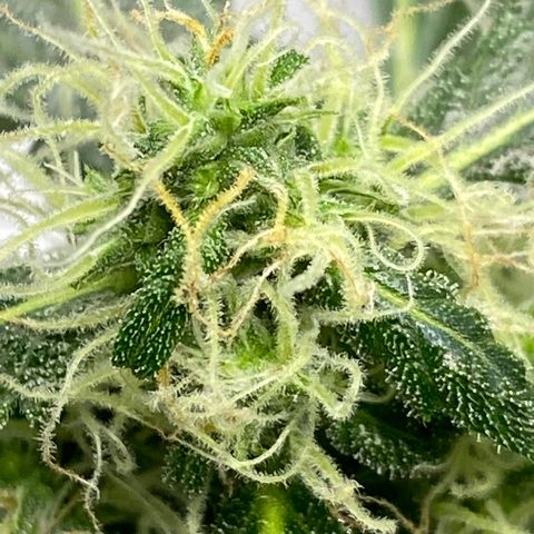 Blueberry (Autoflower) growlog timeline photo