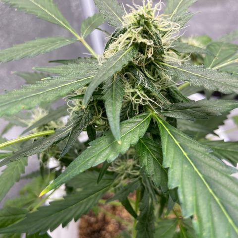 Blueberry (Autoflower) growlog timeline photo