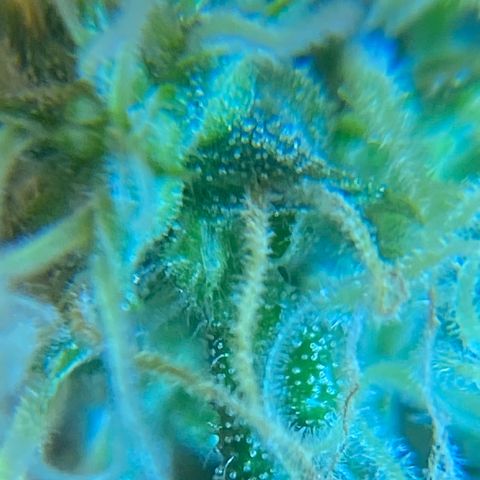 Blueberry (Autoflower) growlog timeline photo