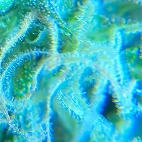 Blueberry (Autoflower) growlog timeline photo