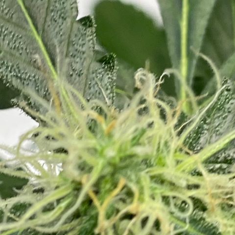 Blueberry (Autoflower) growlog timeline photo