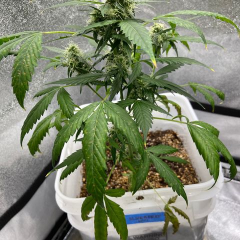Blueberry (Autoflower) growlog timeline photo