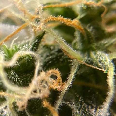 Blueberry (Autoflower) growlog timeline photo
