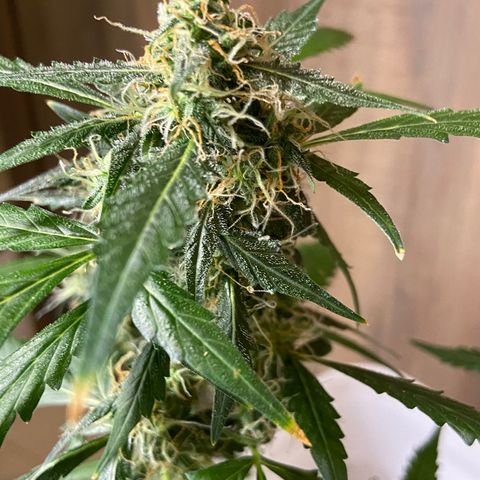 Blueberry (Autoflower) growlog timeline photo