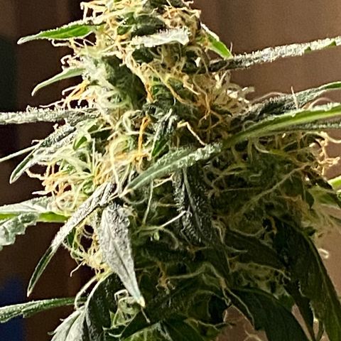 Blueberry (Autoflower) growlog timeline photo
