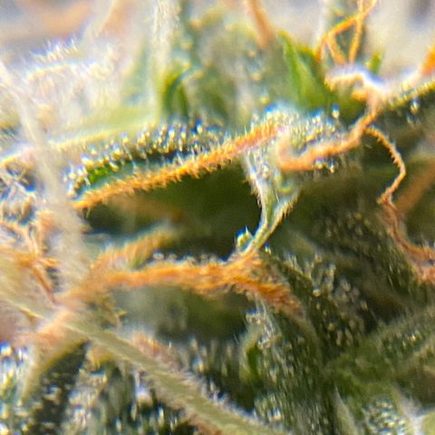Blueberry (Autoflower) growlog timeline photo