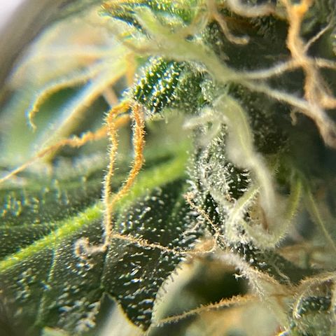 Blueberry (Autoflower) growlog timeline photo